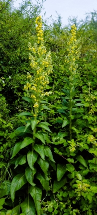 Verbascum lychnitis L., Gordolobo, Candilera.