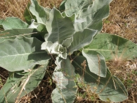 Verbascum pulverulentum Vill., Gordolobo polvoriento 3