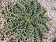 Verbascum sinuatum L. ,Gordolobo, Acigutre, Tientayernos 4