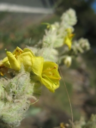 Verbascum thapsus L., Gordolobo, Verbasco, Hierba del Pa�o 3