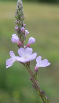 Verbena officinalis, Verbena 3