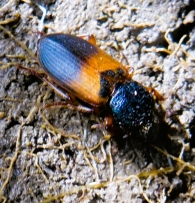 Diachromus germanus (Lineo, 1758) 3