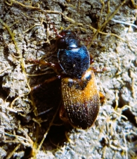Diachromus germanus (Lineo, 1758) 2