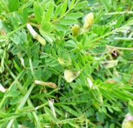 Vicia hybrida L. 4