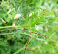Vicia hybrida L. Zarcillo ramificado.