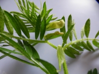 Vicia lutea L. subsp. lutea. 6