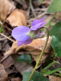 Viola alba 2