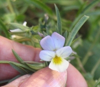Viola arvensis Murray, Viola tricolor L. subsp. arvensis (Murray) Gaud., Pensamiento 3
