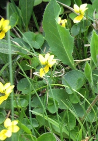 Viola biflora L., Violeta amarilla