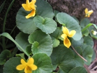 Viola biflora L., Violeta amarilla 2