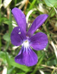 Viola bubanii Timbal-Lagr., Pensamiento, Pentsamendua 9