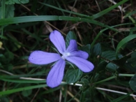 Viola cornuta 3