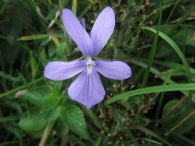 Viola cornuta 4