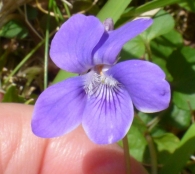 Viola riviniana Reichenb., Violeta silvestre de monte.