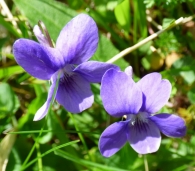 Viola riviniana Reichenb., Violeta silvestre de monte. 4