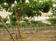 Vitis vinifera L. subsp. sativa Hegi. Vid, Uvas. Emparradas en invernadero.