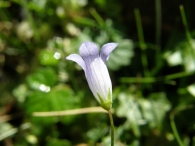 Wahlembergia hederacea (L) 2