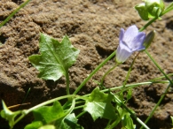 Wahlembergia hederacea (L) 3