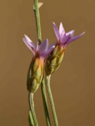 Xeranthemum cylindraceum 3
