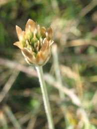 Xeranthemum cylindraceum Sibth. & Sm., Flor inmortal. 3