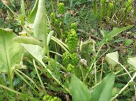 Zantedeschia aethiopica (L) K. Spreng., Cala de Etiop�a, Lirio 2