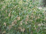 Zygophyllum fabago L., Morsana
