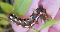Acronicta rumicis (Linnaeus, 1758). Polilla daga.