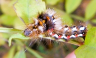 Acronicta rumicis (Linnaeus, 1758). Polilla daga. 2