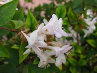 Abelia x grandiflora 2