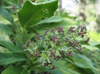 Aucuba japonica Thunb. var. 'Crotonifolia', Laurel manchado 3