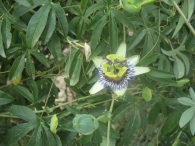 Passiflora caerulea L., Pasionaria, Flor de la pasi�n, Maracuy�