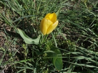 Tulipa gerneriana 2