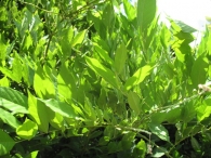 Wisteria floribunda (Willd.) DC., Glicinia de Jap�n. 2