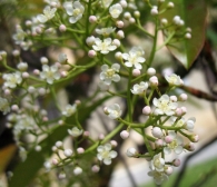 Photinia serrulata Lindl., Photinia serratifolia (Desf.) Kalkman, Fotinia. 2