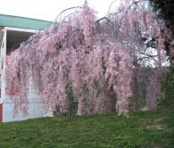 Prunus subhirtella ‘Pendula Plena Rosea’. Cereza de primavera llorona. 2