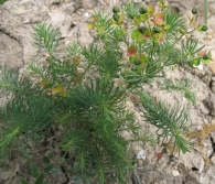 Euphorbia cyparissias L., Euphorbia cipr�s, Lechetrezna 7