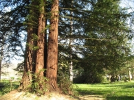 Sequoia sempervirens (D. Don) Endl., Secuoya siempre verde