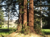 Sequoia sempervirens (D. Don) Endl., Secuoya siempre verde 3