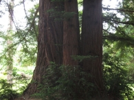 Sequoia sempervirens (D. Don) Endl., Secuoya siempre verde 2