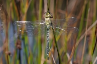 Aeshna cyanea (Müller, 1764)