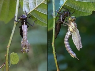 Aeshna cyanea (Müller, 1764)