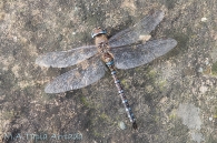 Aeshna mixta