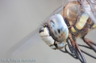 Aeshna mixta
