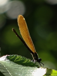 Calopteryx virgo, hembra