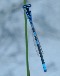 Coenagrion caerulescens macho