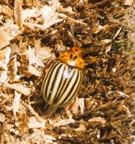 Leptinotarsa decemlineata (Say, 1824). Escarabajo de la patata.