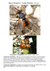 Gymnosoma rotundatum