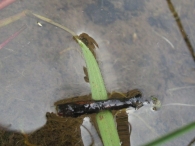 Larva de Tric�pteros o Frig�neas.