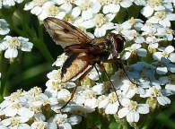 Ectophasia crassipennis -macho-