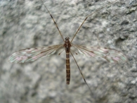 Limonia nubeculosa